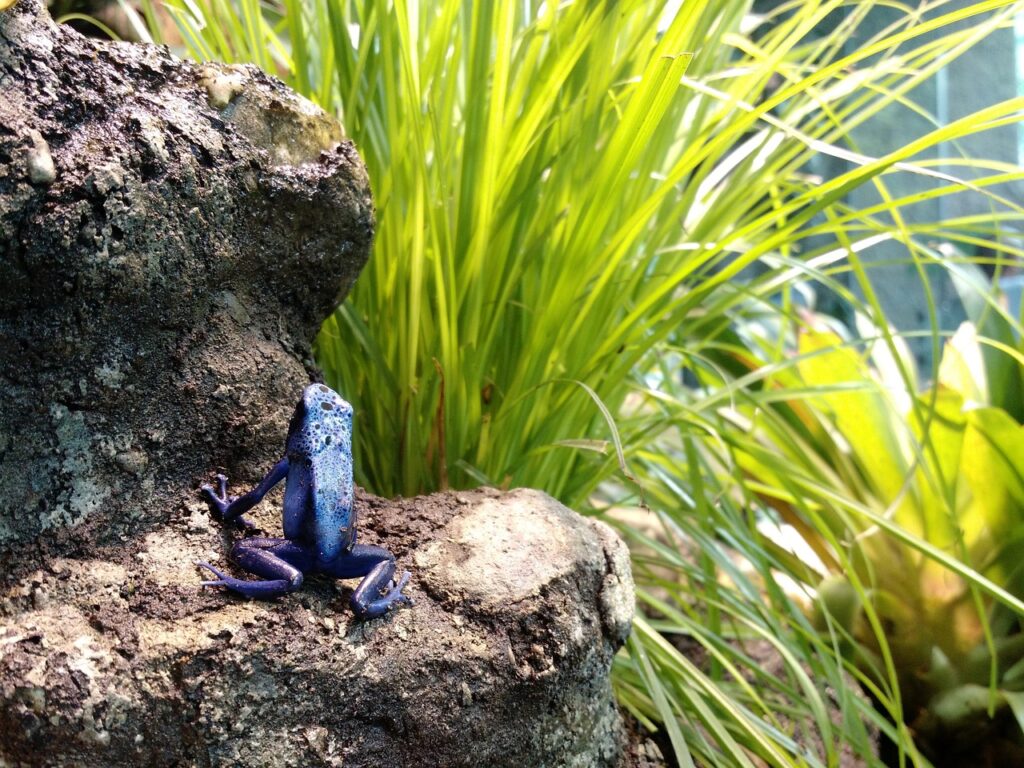 Manejo de la temperatura en terrarios de anfibios