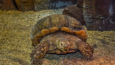 Diseñando Terrarios para Reptiles y Anfibios: Consejos y Técnicas Esenciales