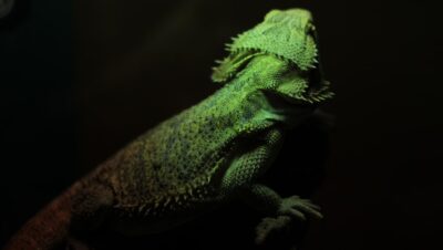 El Mundo en Miniatura: Cómo Crear Terrarios para Hormigas