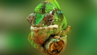 Embellece Tu Terrario con Fondos Realistas: Añade Profundidad y Belleza Hoy