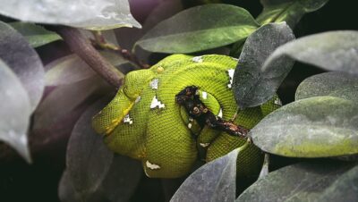 Facilita el Cuidado de Tu Terrario: Herramientas Esenciales a tu Alcance