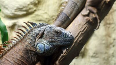 Qué plantas son mejores para terrarios tropicales