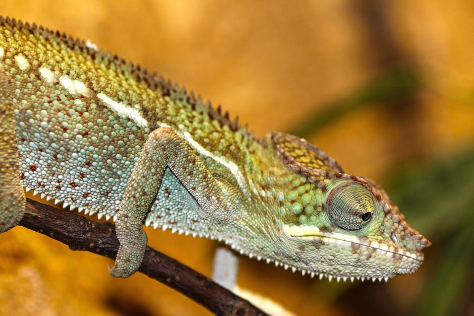 Que se necesita para un terrario