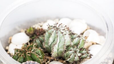 Terrario para Tortuga de Agua o Tierra: Elaborando un Hogar Saludable y Estético