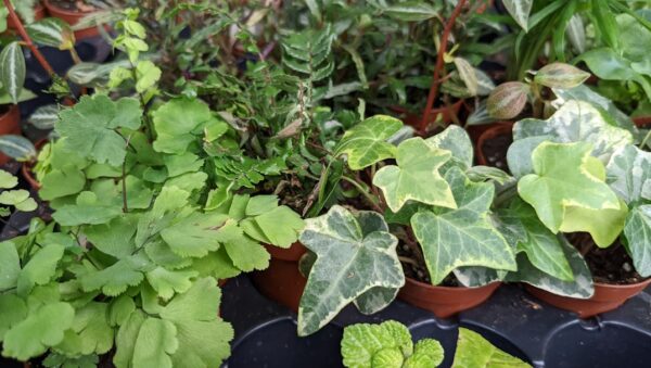 Terrarios para Insectos: Guía Completa para Crear el Hábitat Perfecto