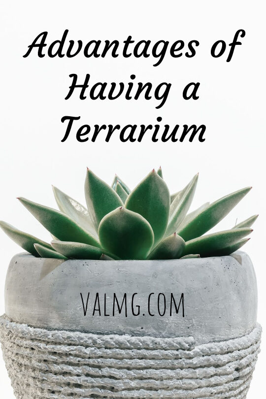 Beneficios de tener un terrario en casa